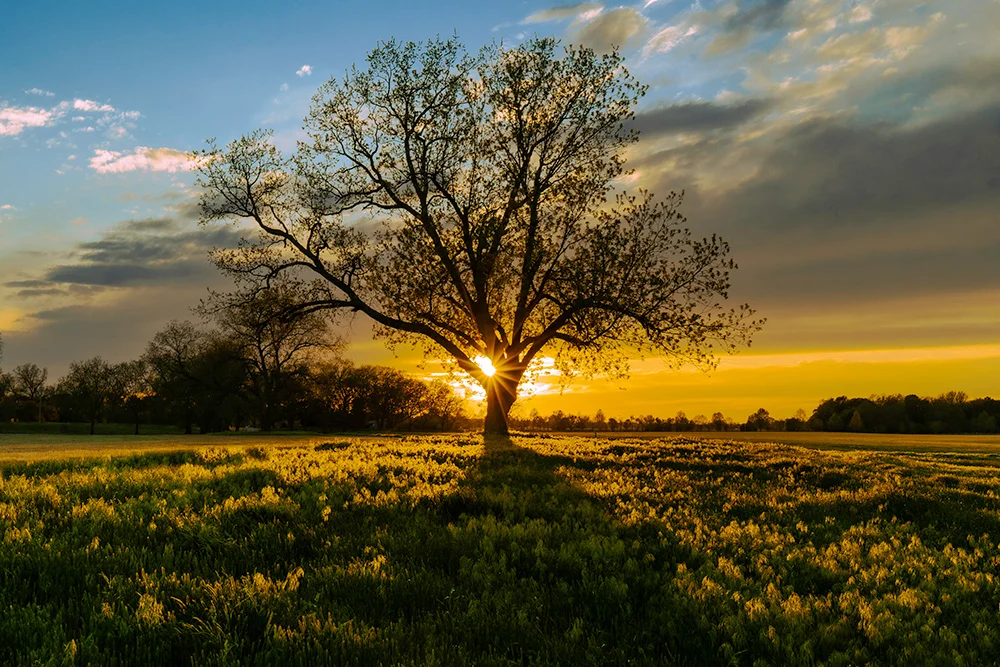 Tree at sunset